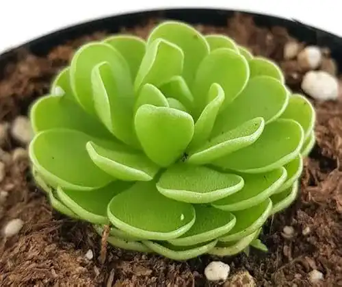 Fleischfressende Pflanze Pinguicula esseriana im Topf