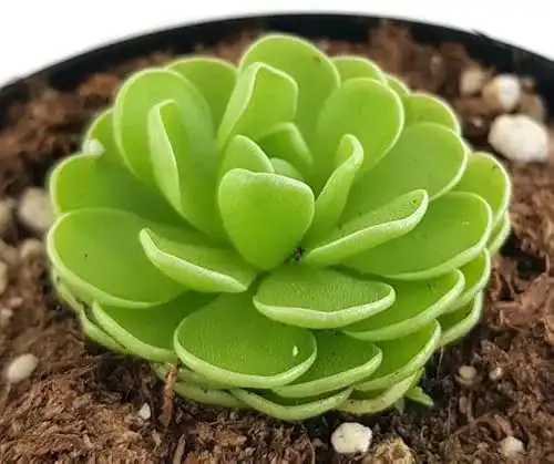 Fleischfressende Pflanze Pinguicula esseriana im Topf