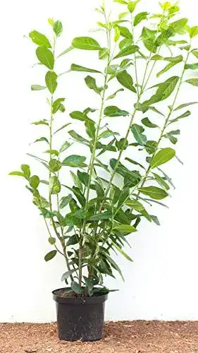 Heckenpflanzen Prunus laurocerasus ‚Novita‘ 100120 cm im 10er-Set