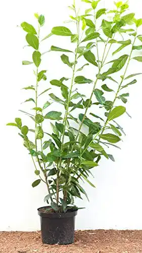 Heckenpflanzen Prunus laurocerasus ‚Novita‘ 100120 cm im 10er-Set