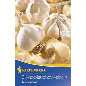 Pflanzknoblauch Kiepenkerl 611429 Knoblauchzwiebel Messidrome (3 Stück)
