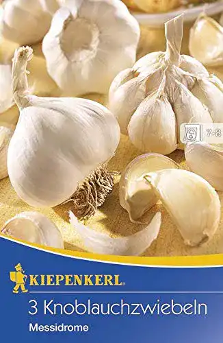 Pflanzknoblauch Kiepenkerl 611429 Knoblauchzwiebel Messidrome (3 Stück)