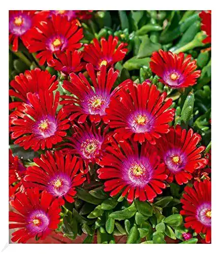 Winterharte Eisblume Sundella Red von BALDUR Garten für Balkonpflanzen