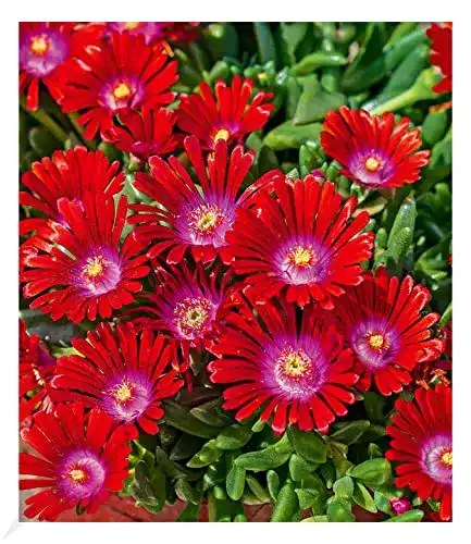 Winterharte Eisblume Sundella Red von BALDUR Garten für Balkonpflanzen