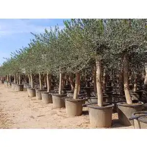 Olivenbaum Sunny Tree Olive 30 Jahre 190 cm A+ Qualität winterhart