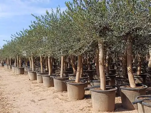 Olivenbaum Sunny Tree Olive 30 Jahre 190 cm A+ Qualität winterhart