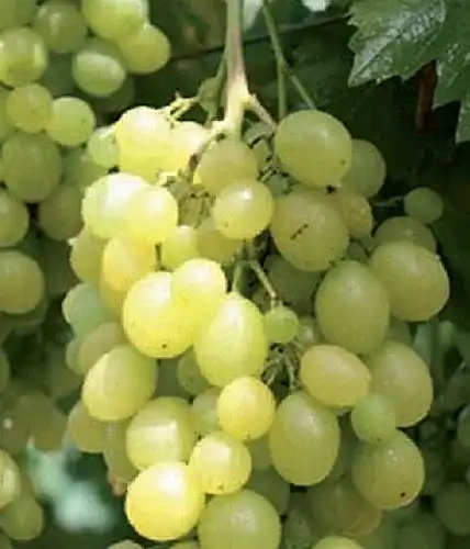 Weinrebe Vitis vinifera ‚Unio‘ Winterhart und mehrjährig für Garten