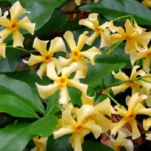 Sternjasmin ‚Star of Toscane‘ – 3 Exemplare Kletterpflanze kaufen