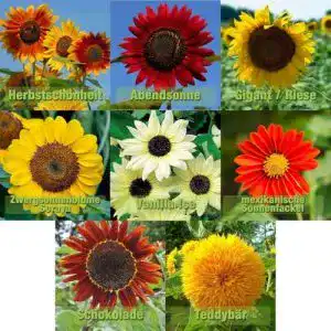 Sonnenblumensamen Mix mit 8 Sorten für Garten und Bienen