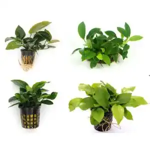 Anubia WFW Wasserflora Quartett: 4 Töpfe mit verschiedenen Anubias