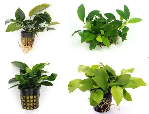 Anubia WFW Wasserflora Quartett: 4 Töpfe mit verschiedenen Anubias