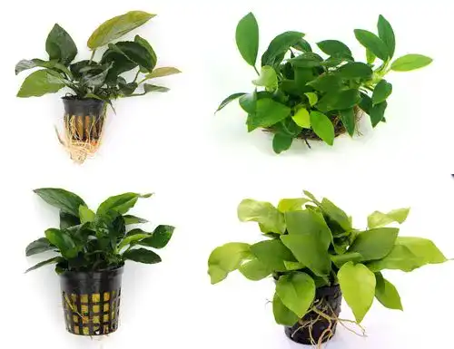 Anubia WFW Wasserflora Quartett: 4 Töpfe mit verschiedenen Anubias