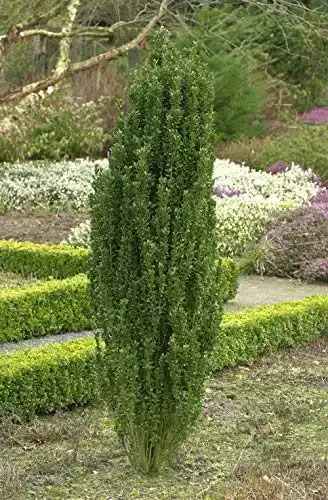 Säuleneibe Plantapro Ilex crenata Fastigiata 6080 cm Winterhart