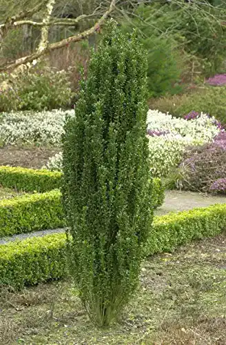 Säuleneibe Plantapro Ilex crenata Fastigiata 6080 cm Winterhart