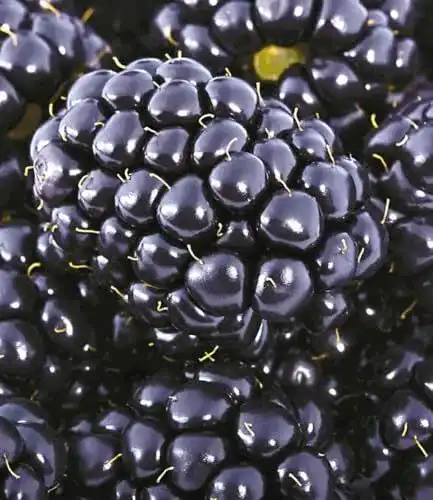 Brombeerstrauch Baldur Garten Brombeeren Big Max XXL