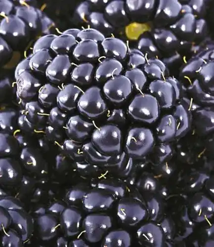 Brombeerstrauch Baldur Garten Brombeeren Big Max XXL