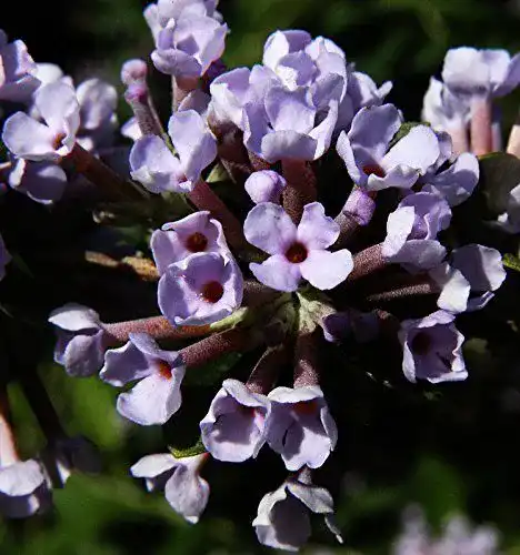 Sommerflieder Floranza Hänge Schmetterlingsflieder mit violetten Blüten