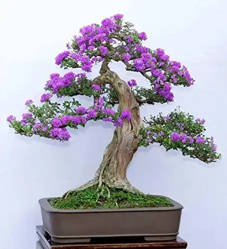 Bonsai-Samen Syringa vulgaris 15 Stück