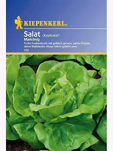 Kopfsalat-Samen Kiepenkerl Maikönig für den Garten