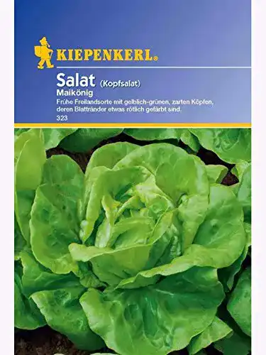 Kopfsalat-Samen Kiepenkerl Maikönig für den Garten