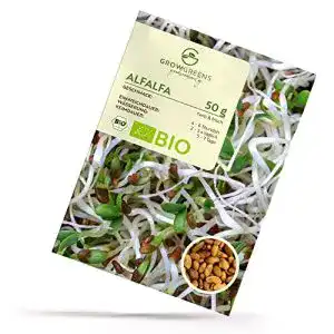 Alfalfasprossen BIO Alfalfa Sprossen Samen 50g