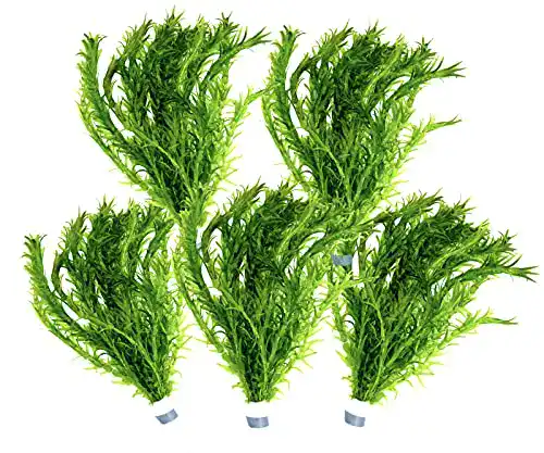 Wasserpest WaterPlants 5 Bund – Teich- und Wasserpflanze