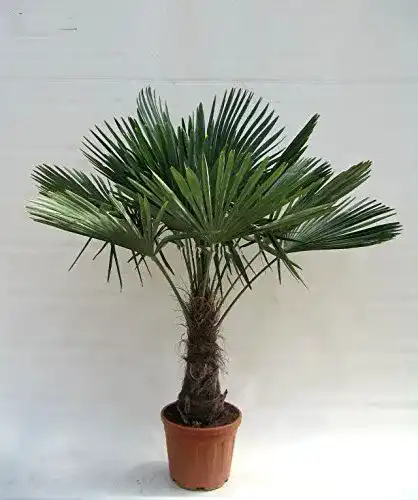 Hanfpalme Trachycarpus fortunei – Winterhart und robust