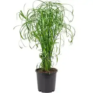 Ziergras Flowerbox Zyperngras – pflegeleichte Zimmerpflanze Cyperus