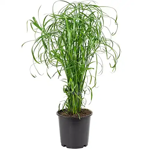 Ziergras Flowerbox Zyperngras – pflegeleichte Zimmerpflanze Cyperus