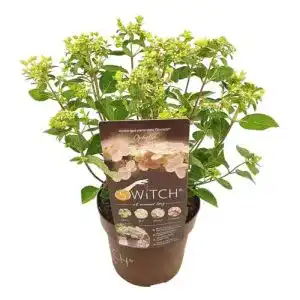 Rispenhortensie Plant in a Box, Hydrangea paniculata (S)
