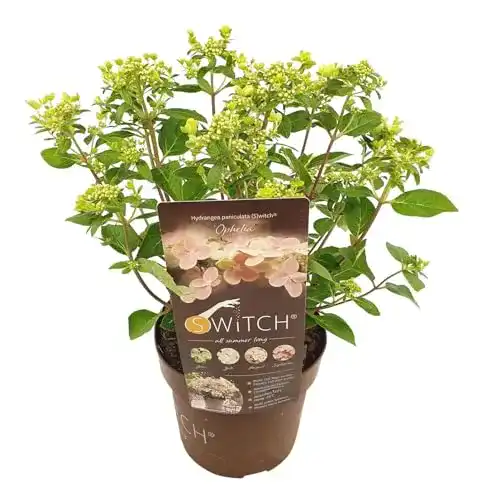 Rispenhortensie Plant in a Box, Hydrangea paniculata (S)