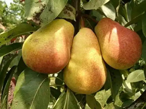 Birnenbaum Gimolost Säulenbirne Pepi im Topf