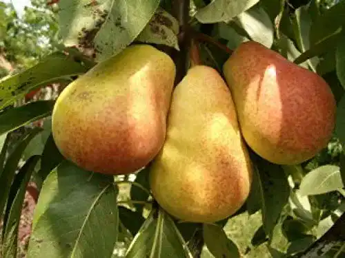 Birnenbaum Gimolost Säulenbirne Pepi im Topf