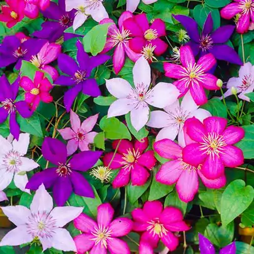 Clematis Pflanzen von Gardeners Dream – Winterharte Kletterpflanzen im Topf