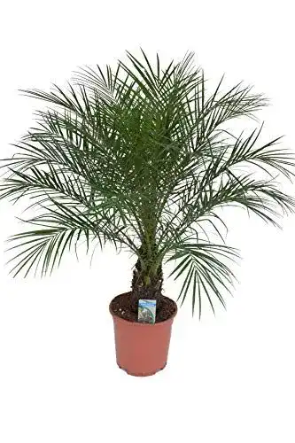 Dattelpalme Phoenix Roebelenii ca. 110 cm Höhe, Pflegeleichte Zimmer- und Gartenpflanze