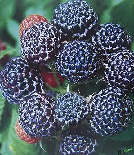 Himbeerstrauch Pille Baumschulen 3er Set – Exotische schwarze Himbeeren