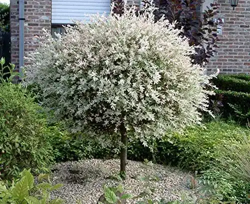Winterharte Zierbäume von Pille Baumschulen – Salix Hakuro Nishiki