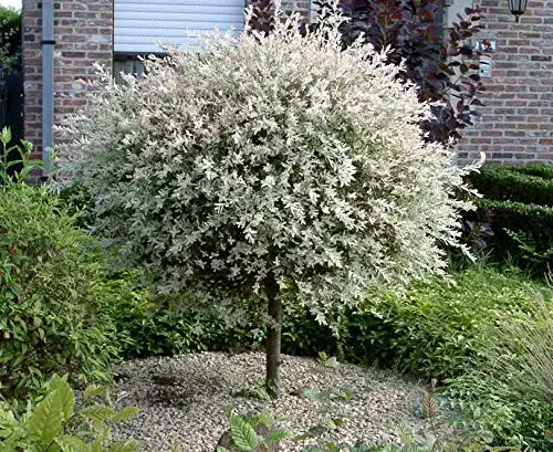 Winterharte Zierbäume von Pille Baumschulen – Salix Hakuro Nishiki