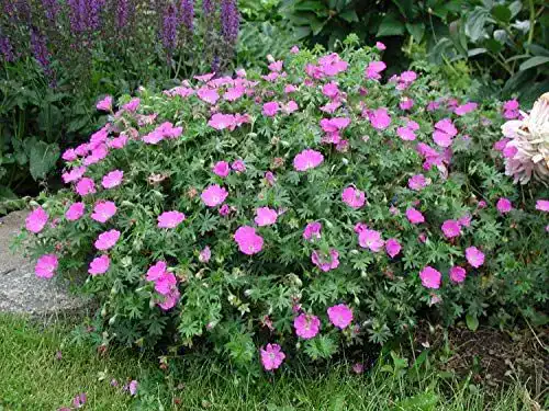Bodendeckerstauden Geranium sanguineum ‚Max Frei‘ im 3er Set