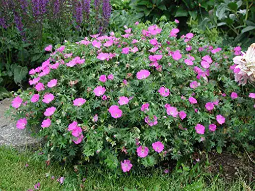 Bodendeckerstauden Geranium sanguineum ‚Max Frei‘ im 3er Set