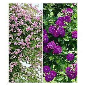 Kletterrose Baldur Garten Rambler-Rosen-Kollektion in Blau und Rosa