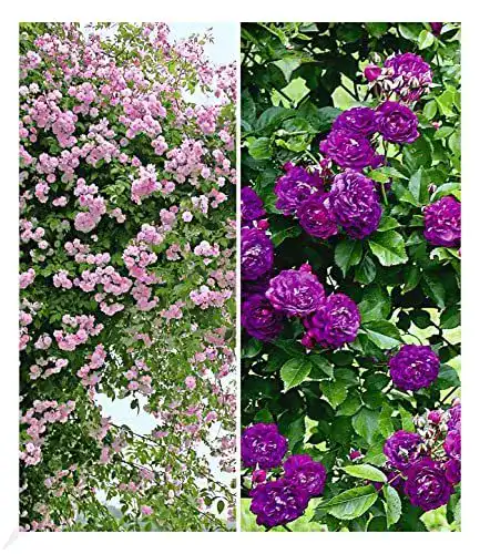 Kletterrose Baldur Garten Rambler-Rosen-Kollektion in Blau und Rosa