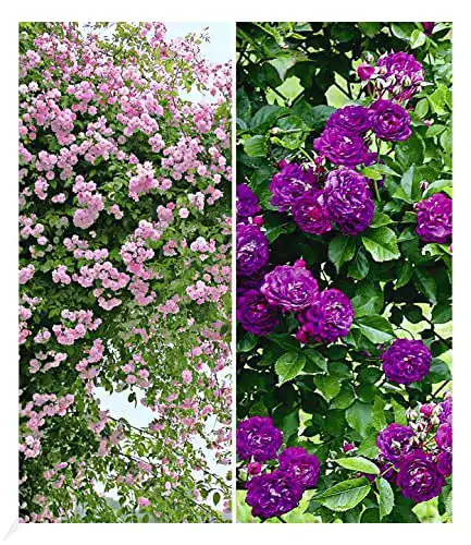 Kletterrose Baldur Garten Rambler-Rosen-Kollektion in Blau und Rosa