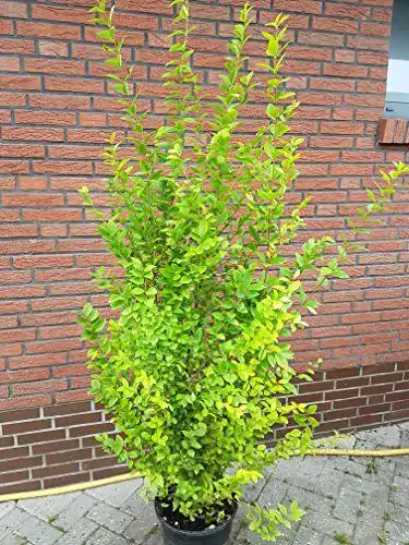 Goldliguster Ligustrum ovalifolium Aureum als Solitärpflanze