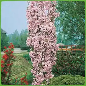 Zierkirsche Garten Schlüter Säulen-Amanogawa im Vergleich