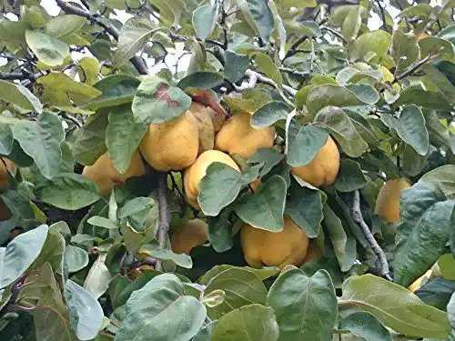 Quittenbaum PlantaPro Portugiesische Birnenquitte