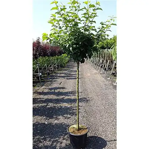 Apfelbaum ‚Cox Orange Renette‘ – Malus domestica im 7,5l Topf