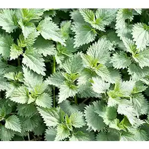 Brennnesselsamen von Samen Schenker Urtica dioica 2000 Samen
