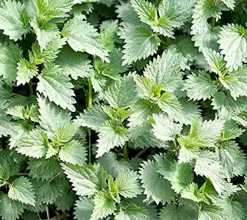 Brennnesselsamen von Samen Schenker Urtica dioica 2000 Samen