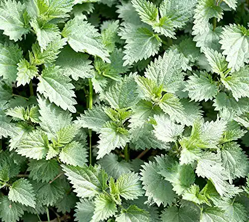 Brennnesselsamen von Samen Schenker Urtica dioica 2000 Samen